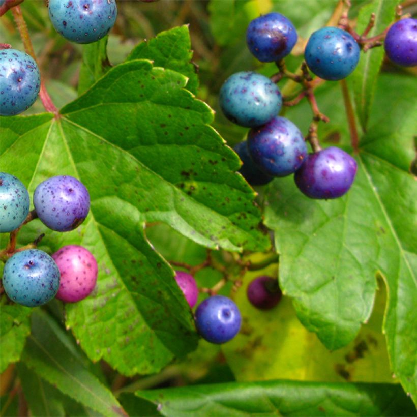 Ampelopsis glandulosa var. maximowiczii - Vigne vierge à fruits bleus (Foliage)