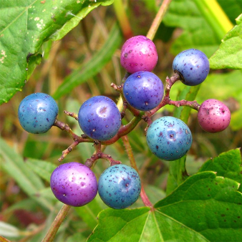 Ampelopsis glandulosa var. maximowiczii - Vigne vierge à fruits bleus (Harvest)