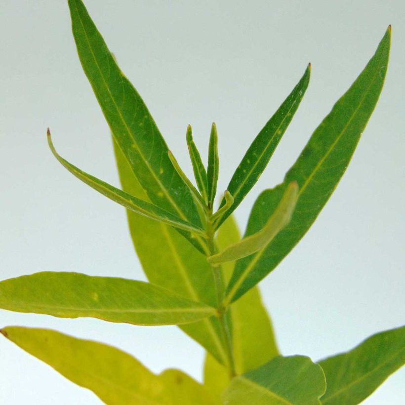 Amsonia hybride Blue Ice (Foliage)