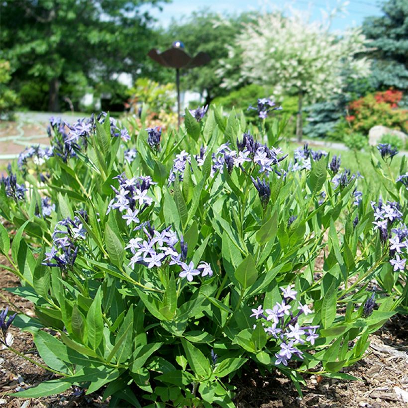 Amsonia hybride Blue Ice (Plant habit)