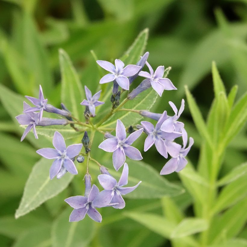 Amsonia tabernaemontana var. salicifolia (Flowering)