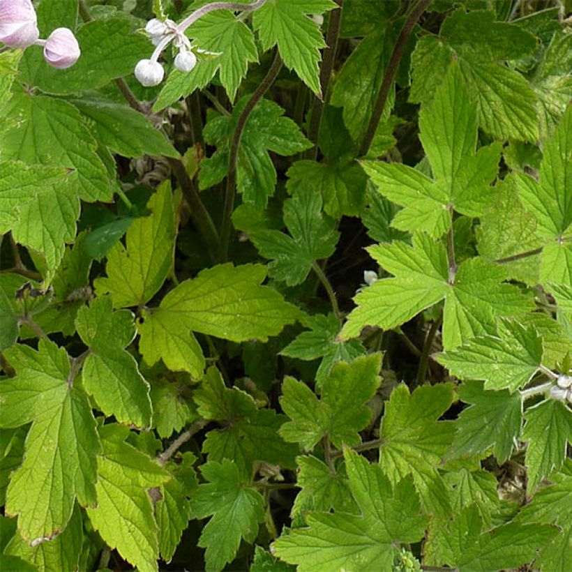 Anémone du Japon Septemberglanz - Anemone tomentosa (Foliage)