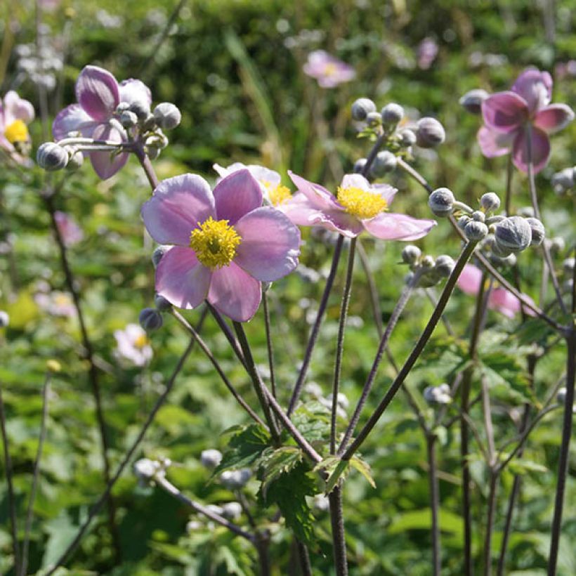 Anémone du Japon Septemberglanz - Anemone tomentosa (Flowering)