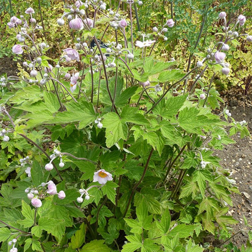 Anémone du Japon Septemberglanz - Anemone tomentosa (Plant habit)