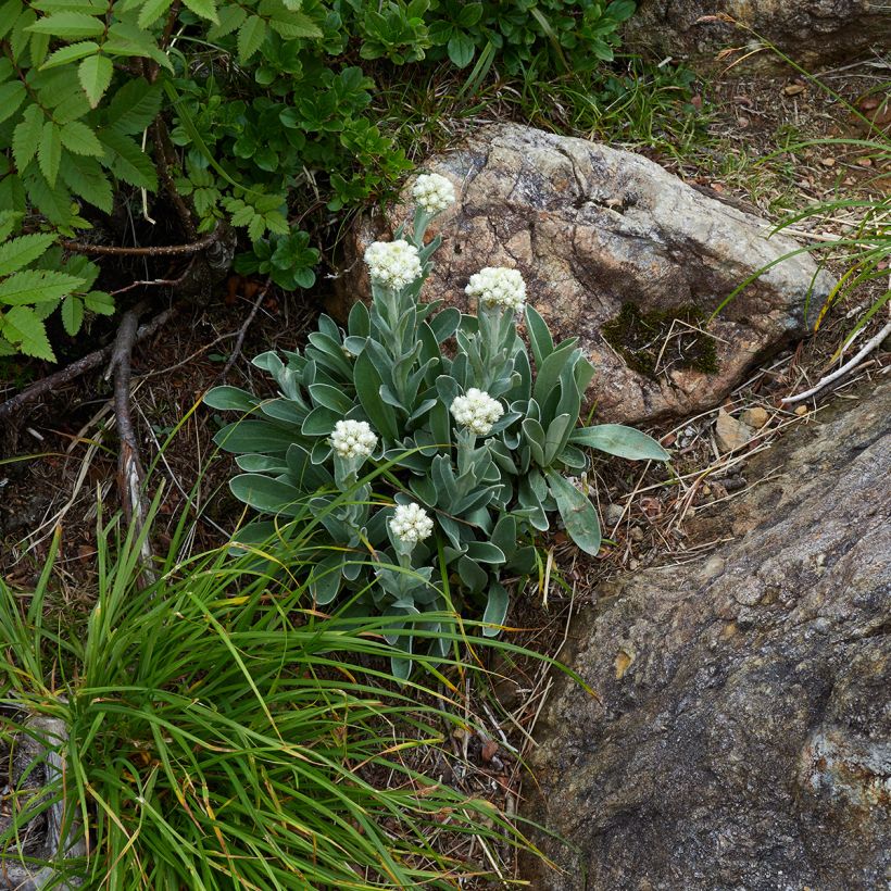 Anaphalis alpicola - Bouton d'argent des Alpes (Plant habit)