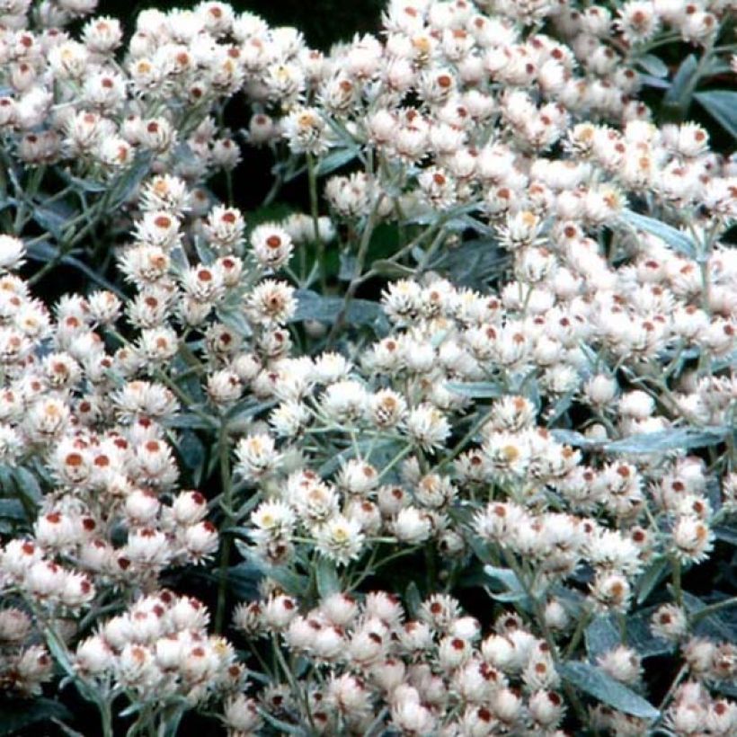 Anaphalis margaritacea Neuschnee - Immortelle d'argent (Flowering)