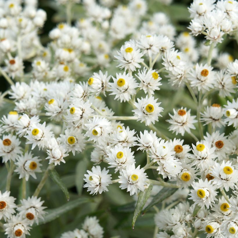Anaphalis triplinervis - Immortelle de l'Himalaya (Flowering)