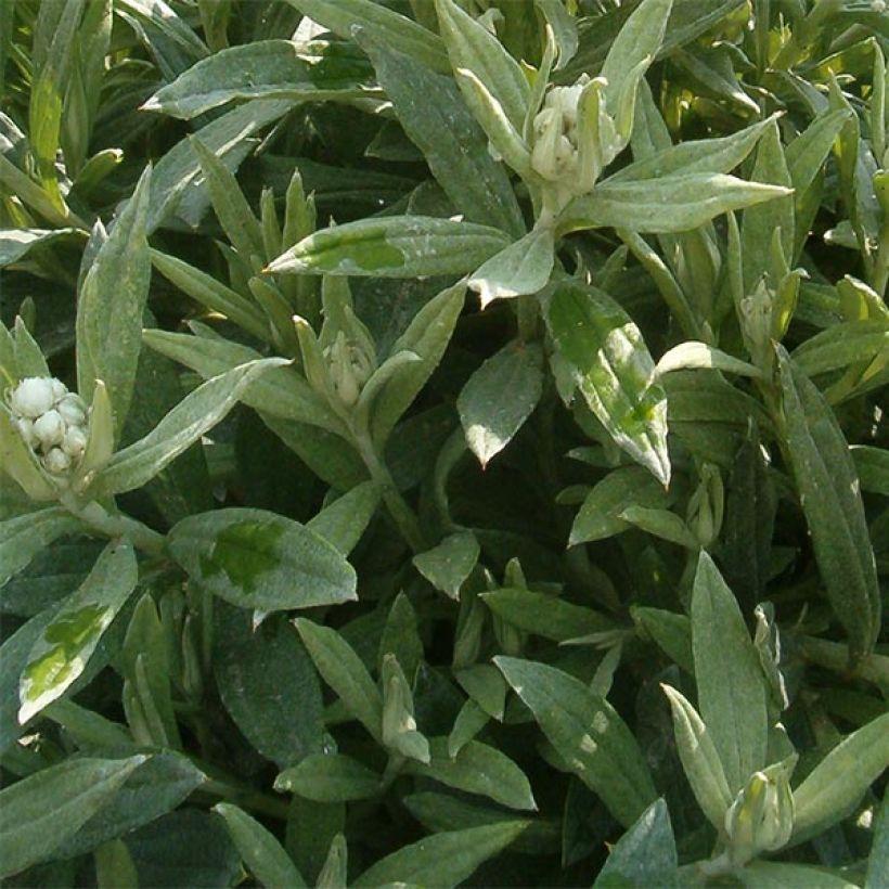 Anaphalis triplinervis Sommerschnee - Immortelle de l'Himalaya (Foliage)