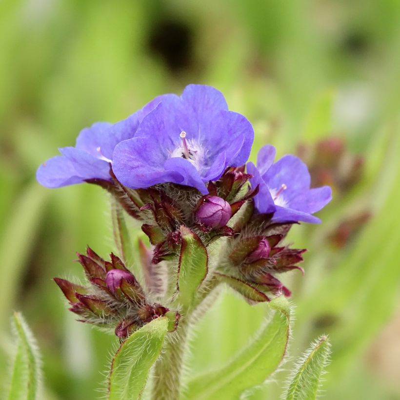 Anchusa azurea Loddon Royalist - Buglosse d'Italie (Flowering)