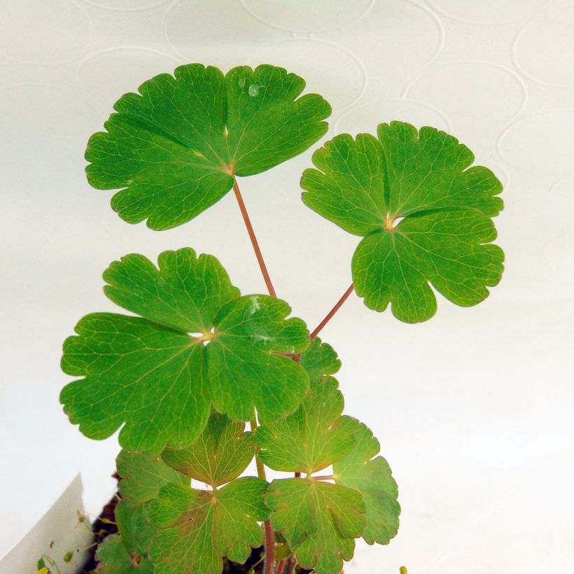 Ancolie, Aquilegia atrata (Foliage)