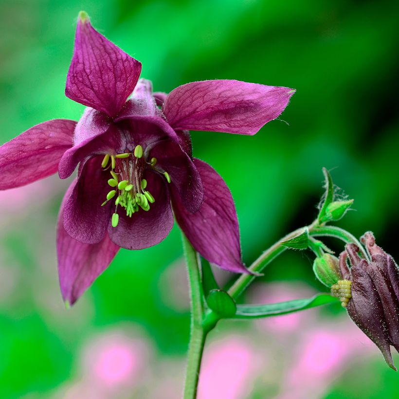 Ancolie, Aquilegia atrata (Flowering)