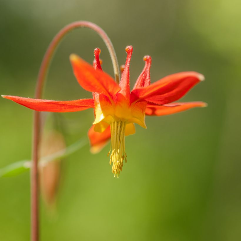 Ancolie, Aquilegia formosa (Flowering)