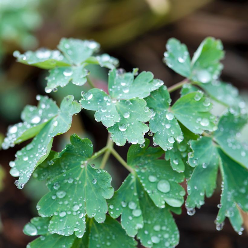 Ancolie, Aquilegia longissima (Foliage)
