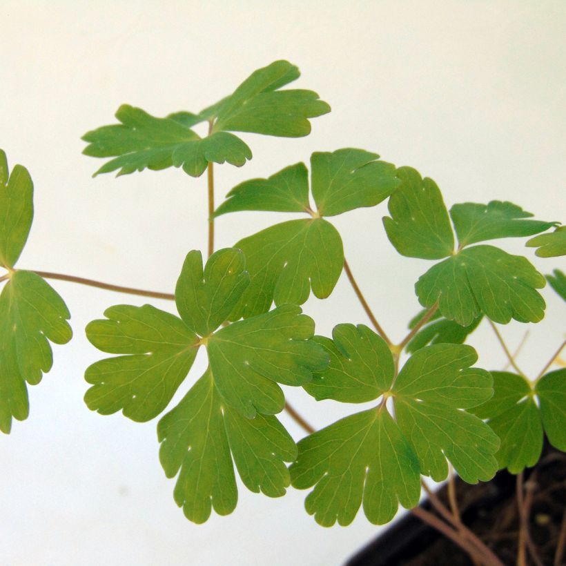Ancolie Blue Star - Aquilegia (x) hybrida (Foliage)