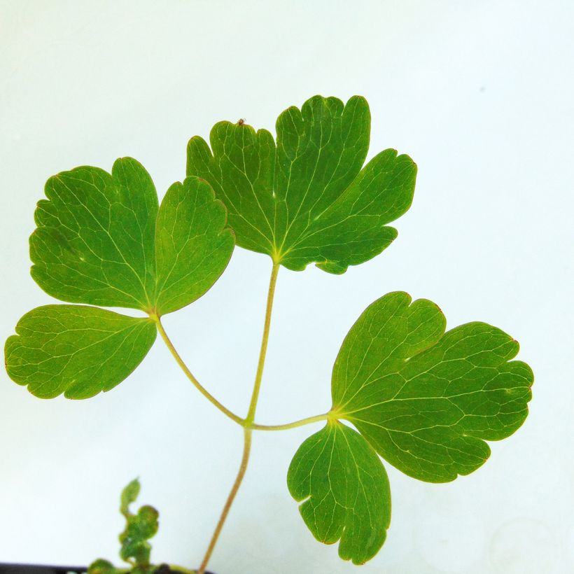 Ancolie Clementine Dark Purple - Aquilegia vulgaris (Foliage)