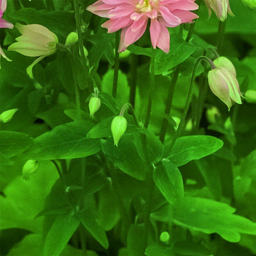 Ancolie Clementine Salmon Rose - Aquilegia vulgaris (Foliage)