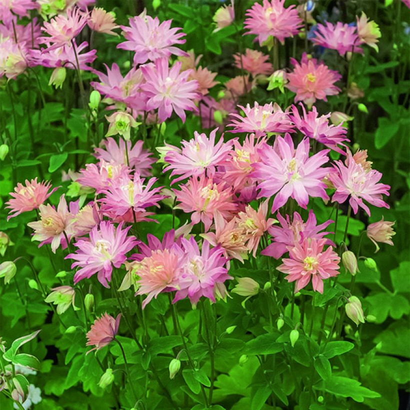 Ancolie Clementine Salmon Rose - Aquilegia vulgaris (Flowering)