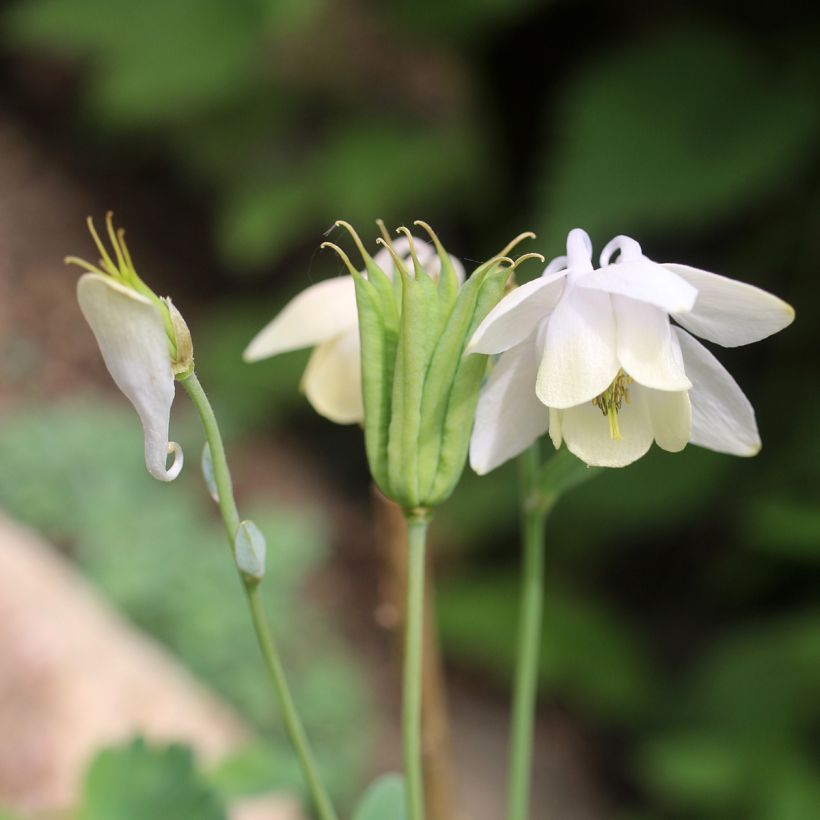 Ancolie Nana alba - Aquilegia flabellata pumila alba (Flowering)