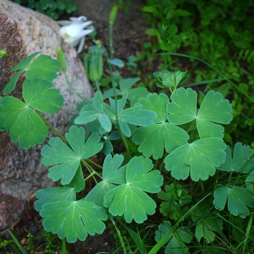 Ancolie Nana alba - Aquilegia flabellata pumila alba (Plant habit)