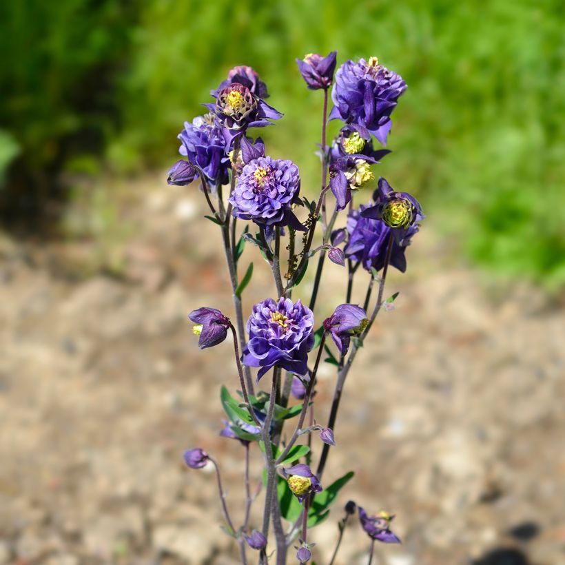 Ancolie Winky Double Dark Blue White - Aquilegia vulgaris (Plant habit)