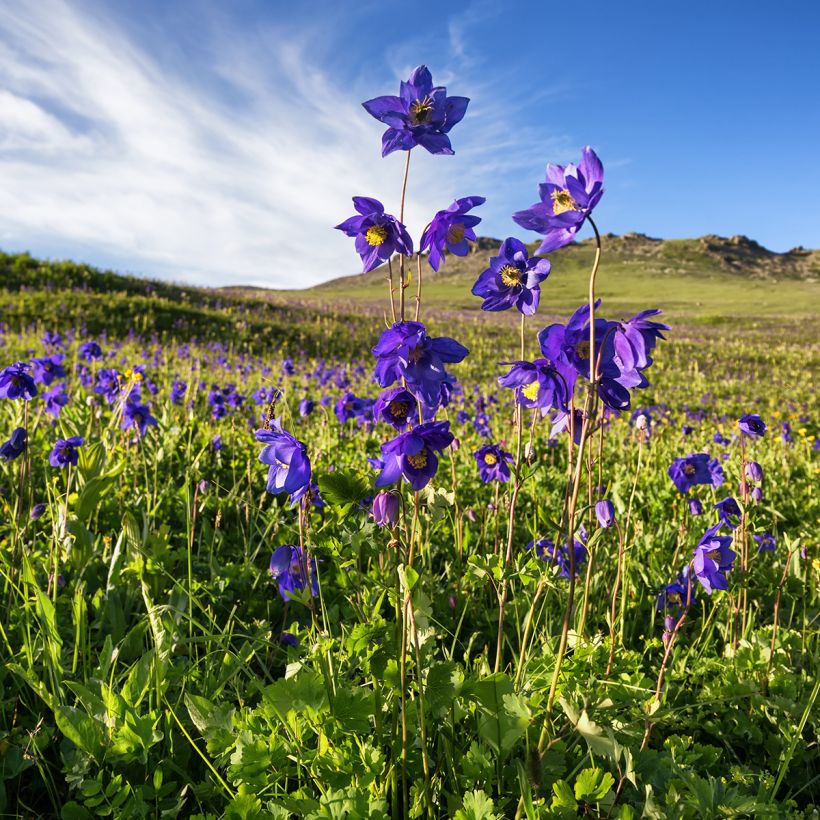 Ancolie des Alpes (bleu vif) - Aquilegia alpina (Plant habit)
