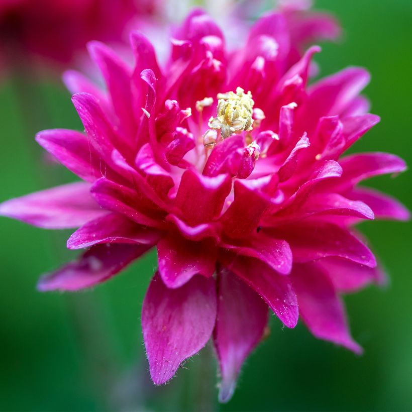 Ancolie double Clementine Red - Aquilegia vulgaris (Flowering)