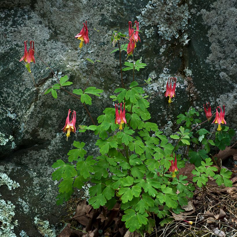 Ancolie du Canada, Aquilegia canadensis (Plant habit)