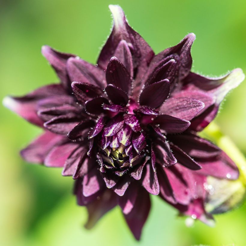 Ancolie hybride Black Barlow - Aquilegia Black Barlow (Flowering)