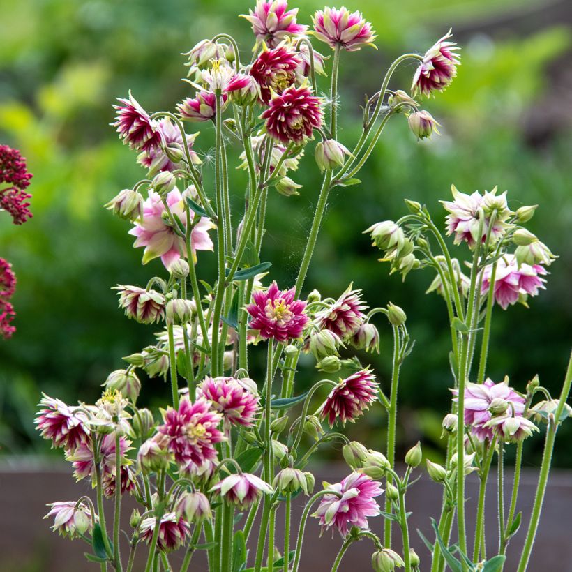 Ancolie Nora Barlow - Aquilegia vulgaris (Plant habit)