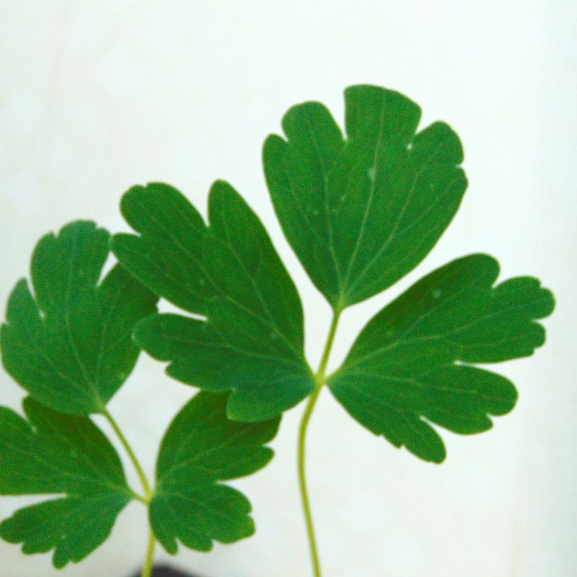 Ancolie Yellow Queen - Aquilegia chrysantha  (Foliage)