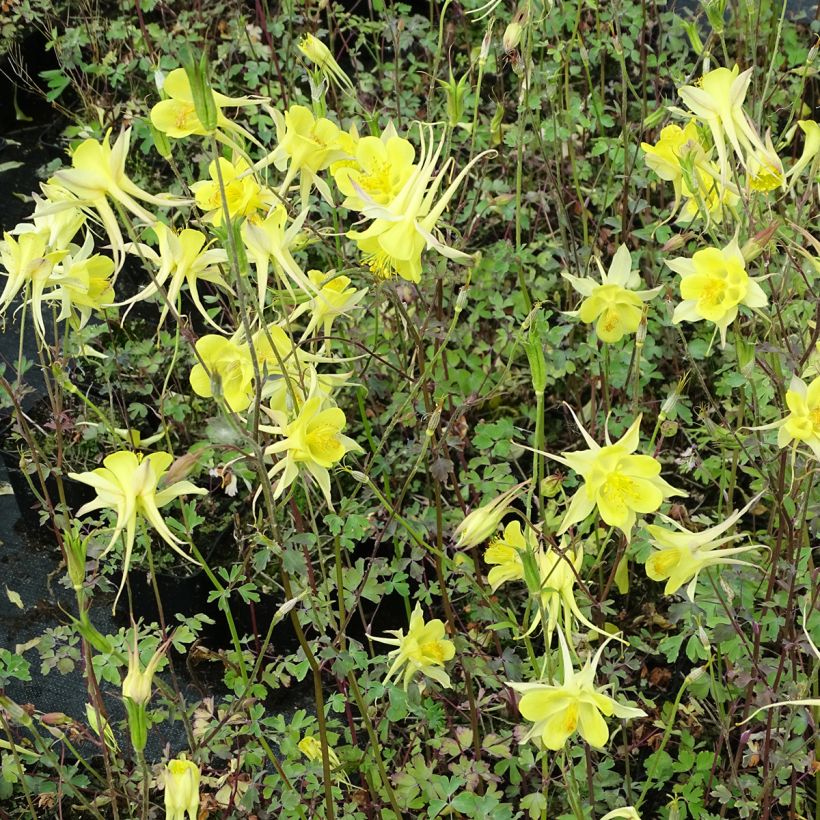 Ancolie Yellow Queen - Aquilegia chrysantha  (Plant habit)