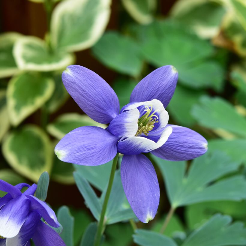 Ancolie naine - Aquilegia flabellata Cameo Blue and White (Flowering)