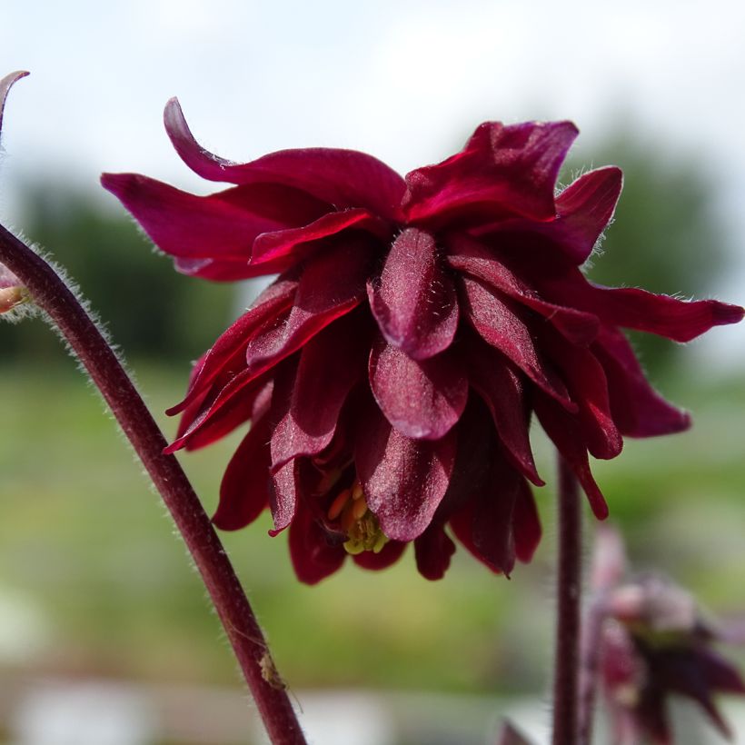 Ancolie vulgaris Ruby Port (Flowering)