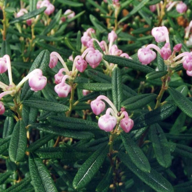 Andromède à feuilles de Podium - Andromeda polifolia Compacta (Foliage)