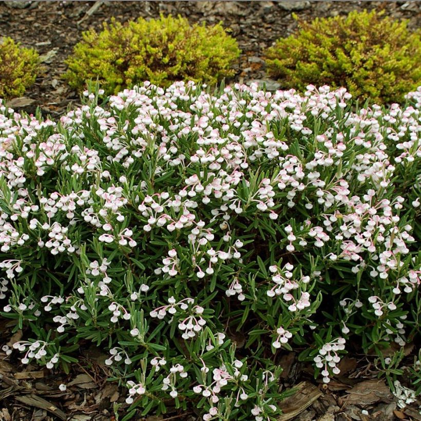 Andromède à feuilles de Podium - Andromeda polifolia Compacta (Plant habit)