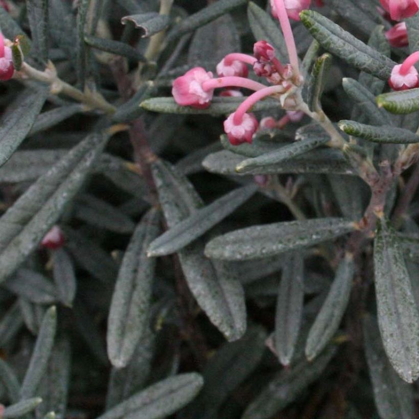 Andromède à feuilles de Podium - Andromeda polifolia Blue Lagoon (Foliage)