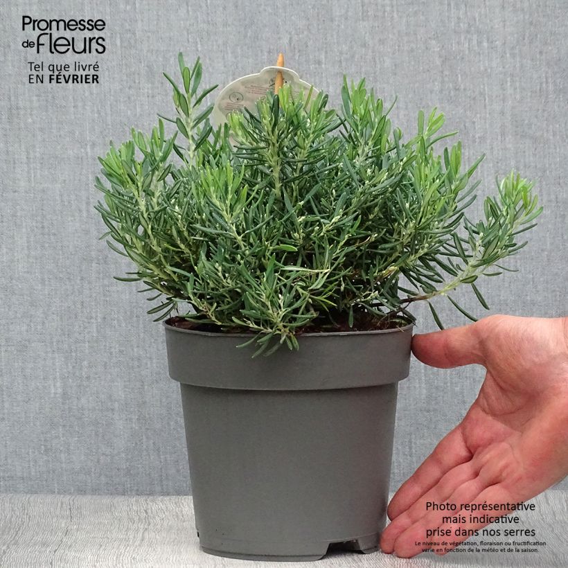 Example of Andromède à feuilles de Podium - Andromeda polifolia Compacta Pot de 2L/3L as you get in automne