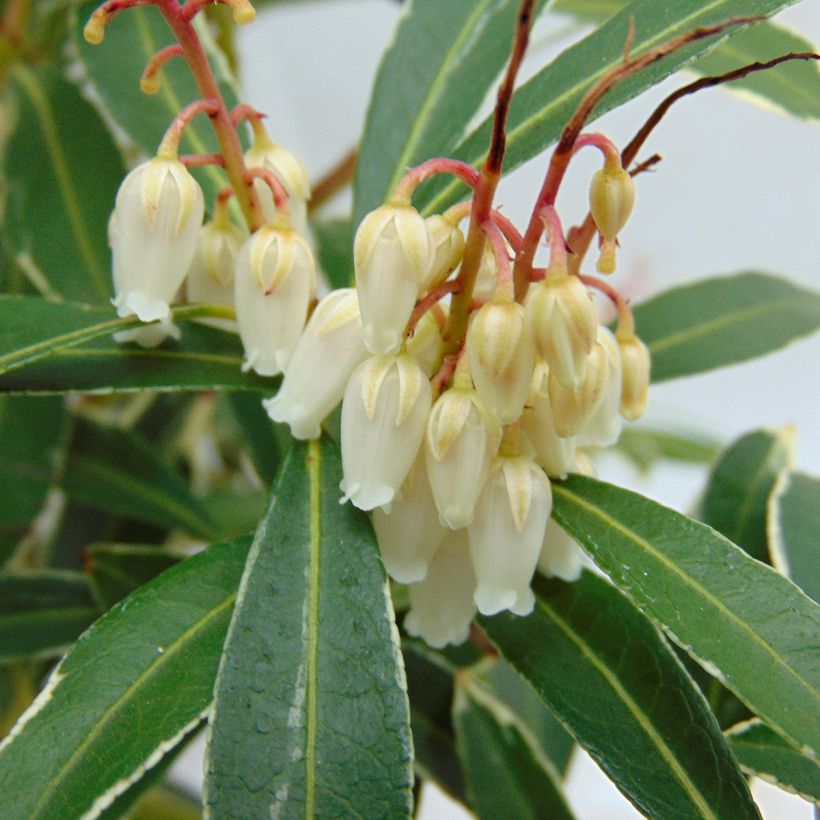 Andromède du Japon - Pieris japonica Flaming Silver (Flowering)