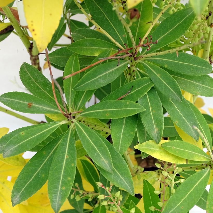 Andromède du Japon - Pieris japonica Purity (Foliage)