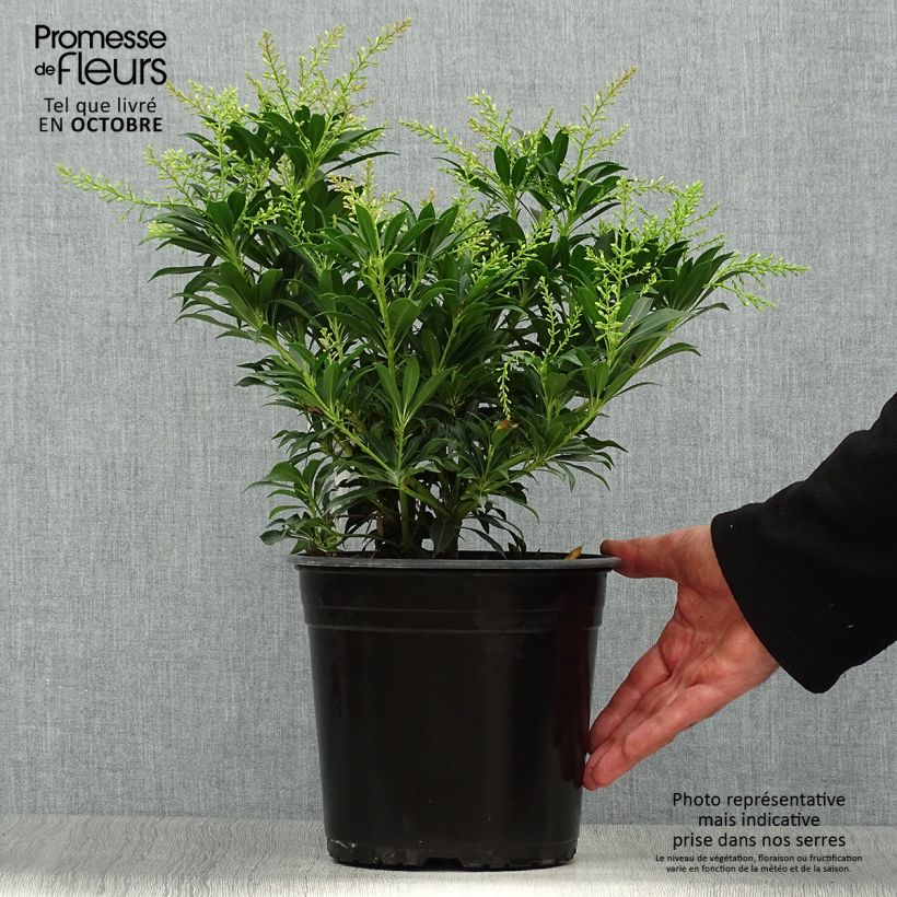 Example of Andromède du Japon - Pieris japonica Purity Pot de 3L/4L as you get in automne