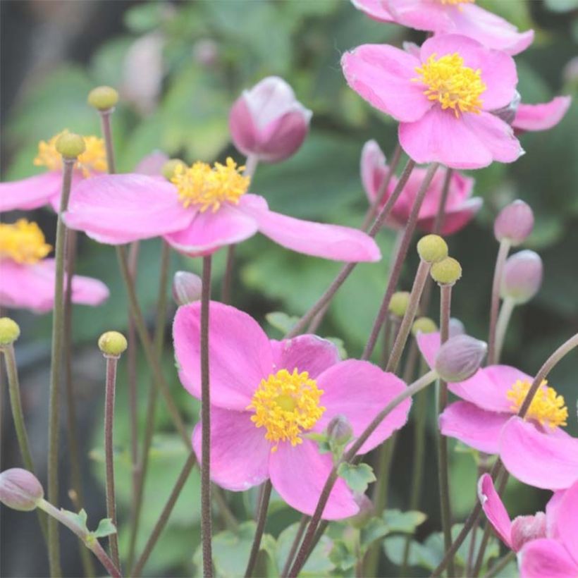 Anemone du Japon Little Summer Breeze (Flowering)