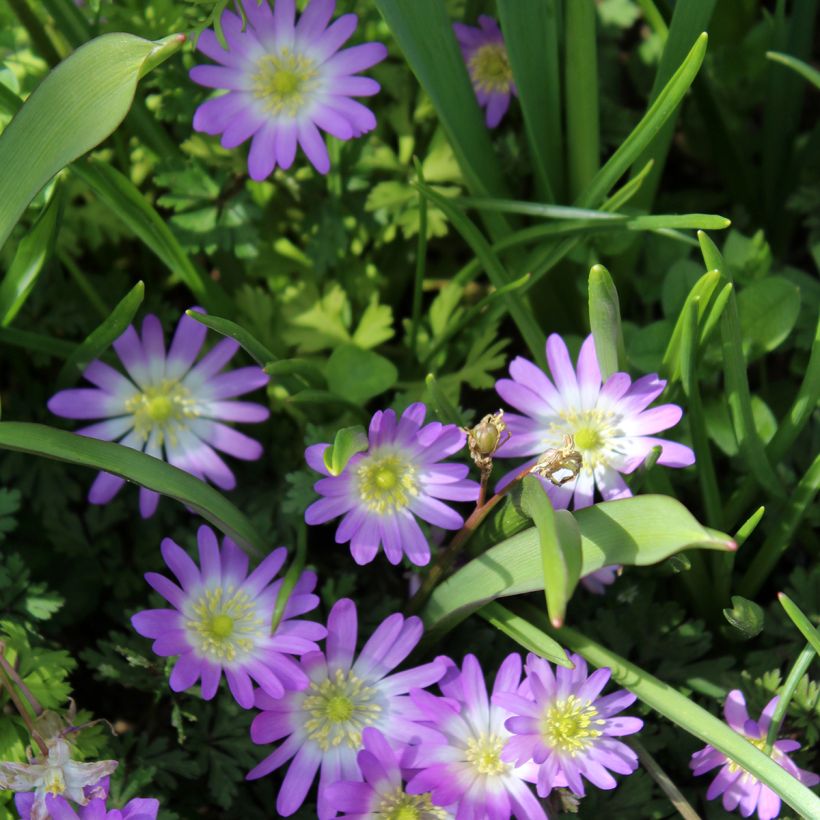 Anémone blanda Charmer (Flowering)