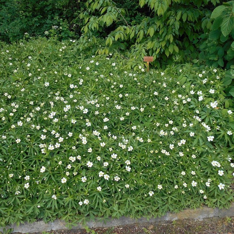 Anémone du Canada - Anemone canadensis (Plant habit)