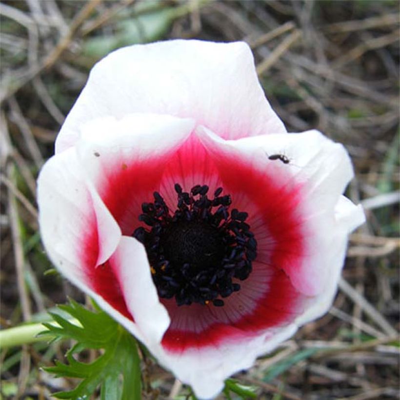 Anemone coronaria Bicolor - Anémone de Caen (Flowering)