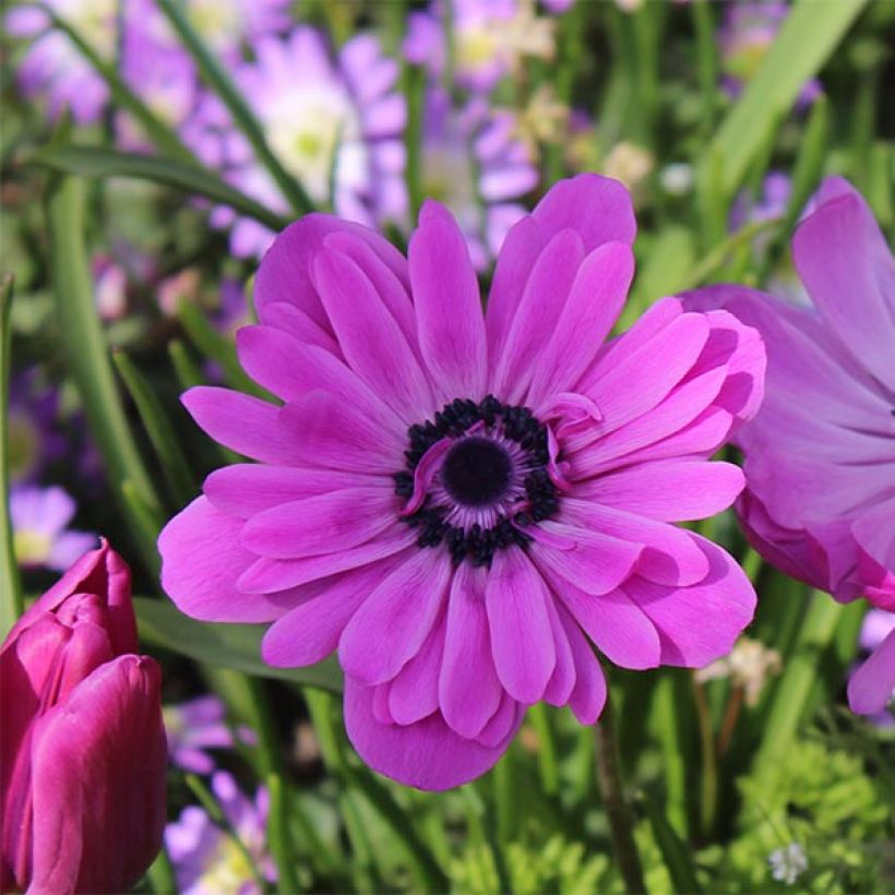 Anemone coronaria double Admiral - Anémone de Caen (Flowering)