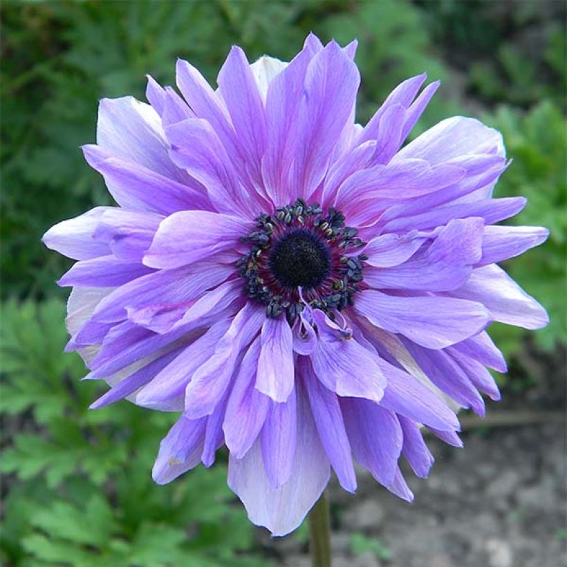 Anemone coronaria Lord Lieutenant - Anémone de Caen (Flowering)