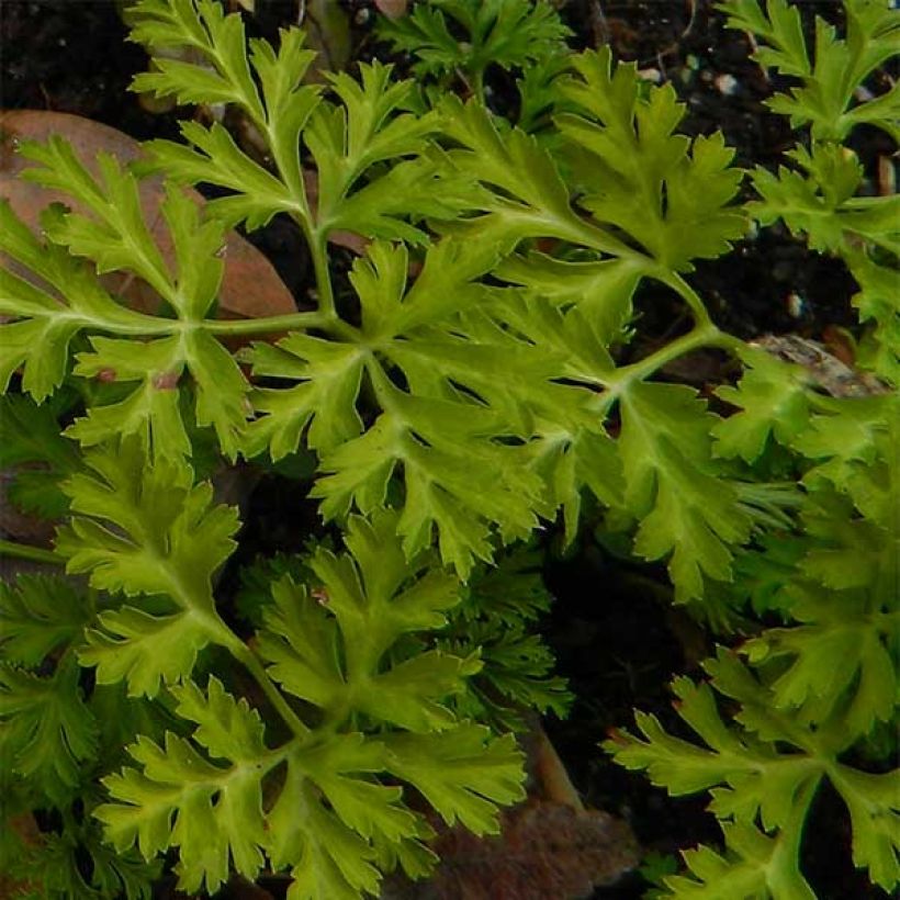 Anemone coronaria Mount Everest - Anémone de Caen (Foliage)