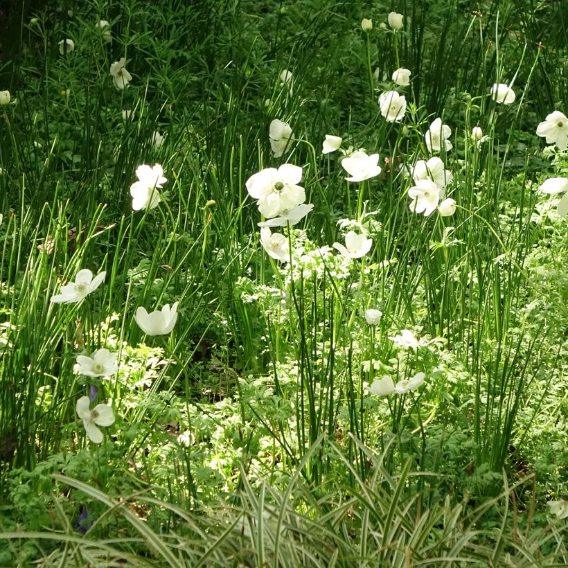 Anemone coronaria The Bride - Anémone de Caen (Plant habit)
