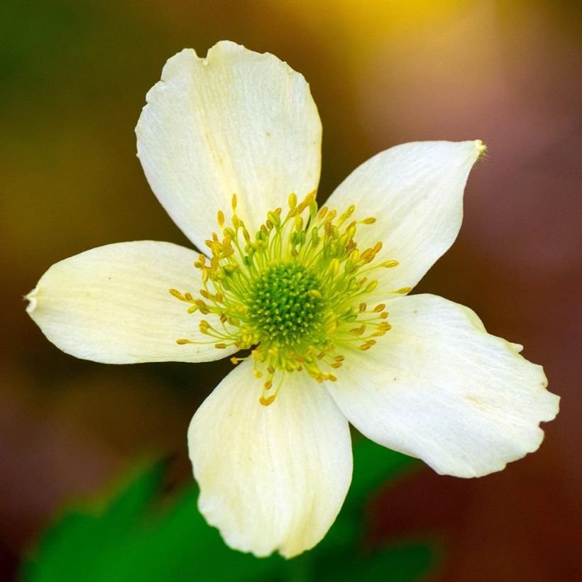 Anemone cylindrica - Anémone cylindrique (Flowering)