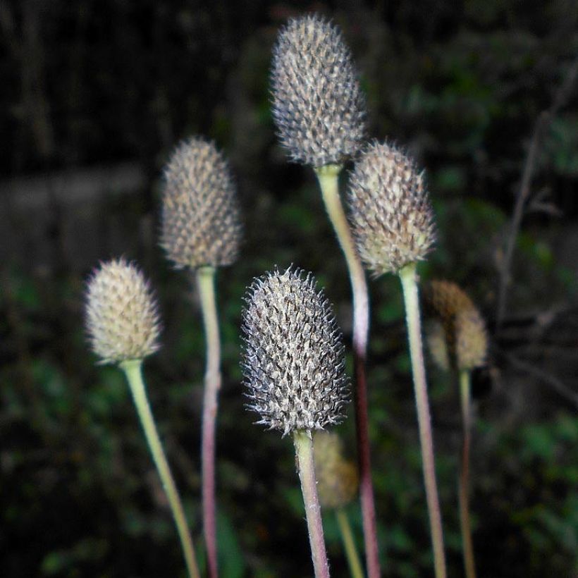 Anemone cylindrica - Anémone cylindrique (Harvest)